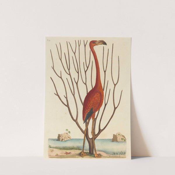 The Flamingo (Phoenicopterus ruber) by Mark Catesby