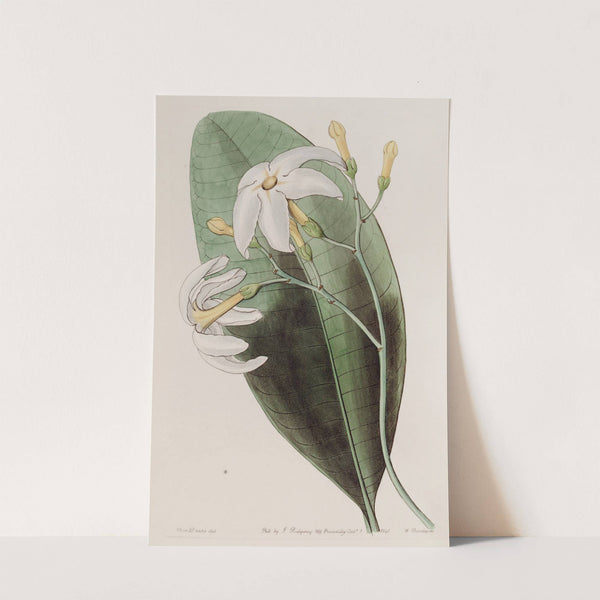 The Forked Tabernaemontana by Sydenham Edwards