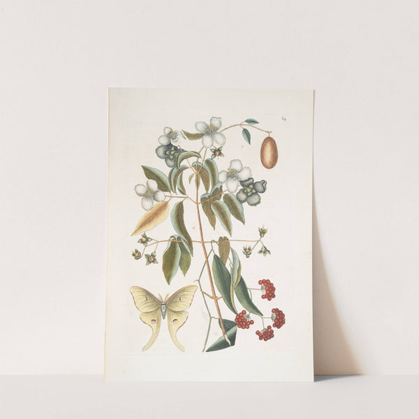 The four-eye'd Night Butterfly. by Mark Catesby