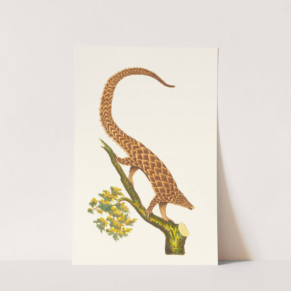 THE FOUR-TOED MANIS (1789-1813) by George Shaw