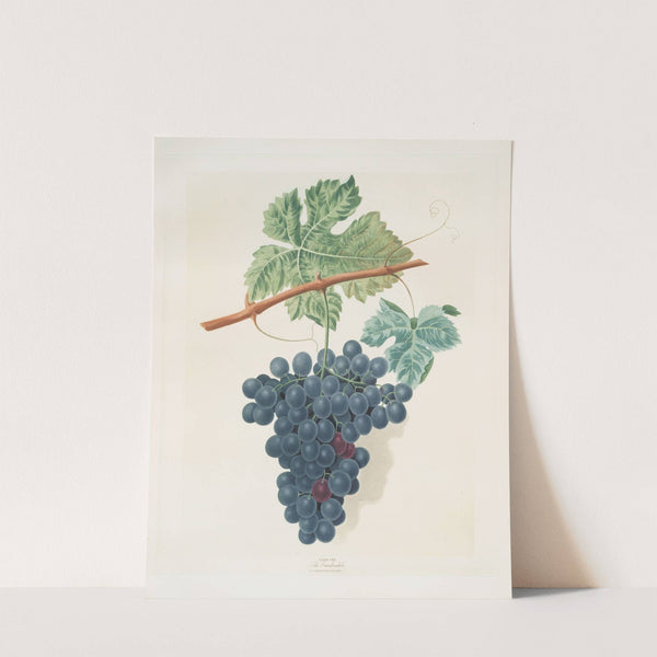 The Frankindale grape. (1812) by George Brookshaw