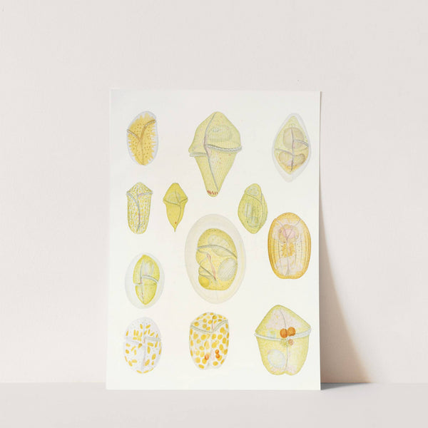 The free-living unarmored dinoflagellata pl 1 by Charles Atwood Kofoid