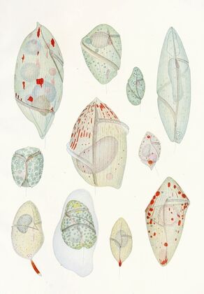 The free-living unarmored dinoflagellata pl 10 — size preview