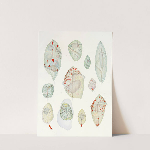 The free-living unarmored dinoflagellata pl 10 by Charles Atwood Kofoid