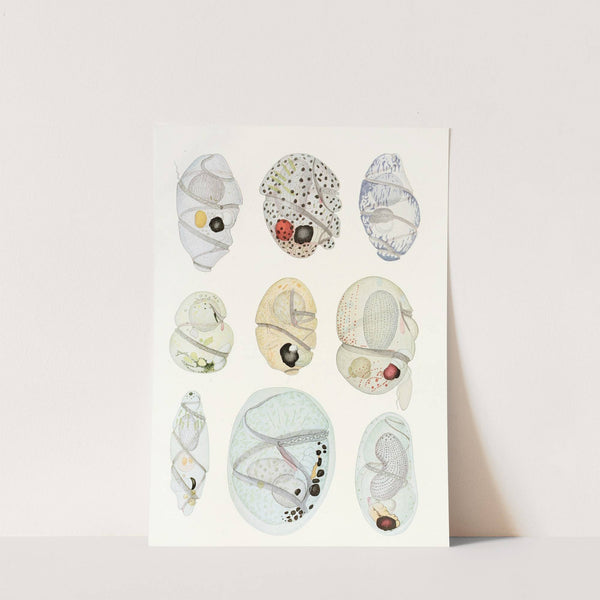 The free-living unarmored dinoflagellata pl 11 by Charles Atwood Kofoid