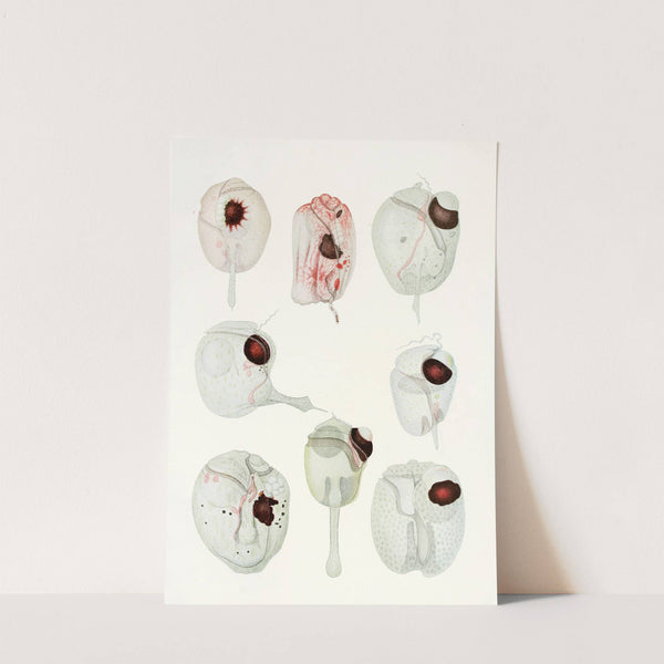 The free-living unarmored dinoflagellata pl 12 by Charles Atwood Kofoid