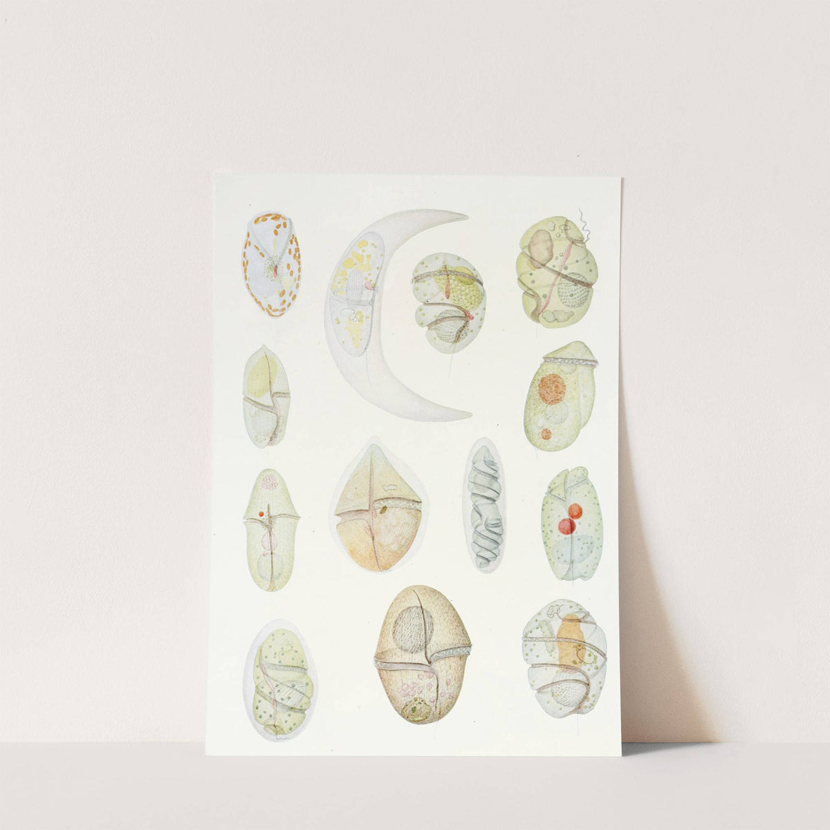 The free-living unarmored dinoflagellata pl 2 by Charles Atwood Kofoid