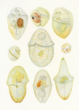 The free-living unarmored dinoflagellata pl 3 — size preview