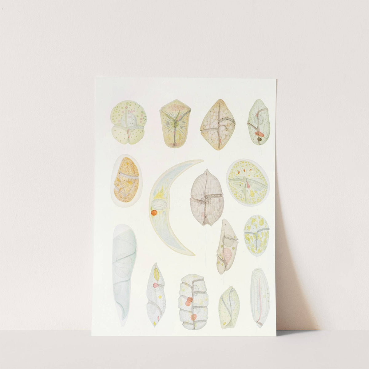 The free-living unarmored dinoflagellata pl 4 by Charles Atwood Kofoid
