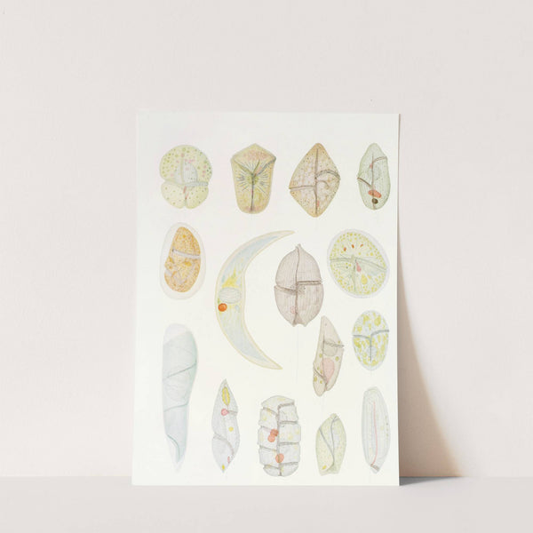 The free-living unarmored dinoflagellata pl 4 by Charles Atwood Kofoid