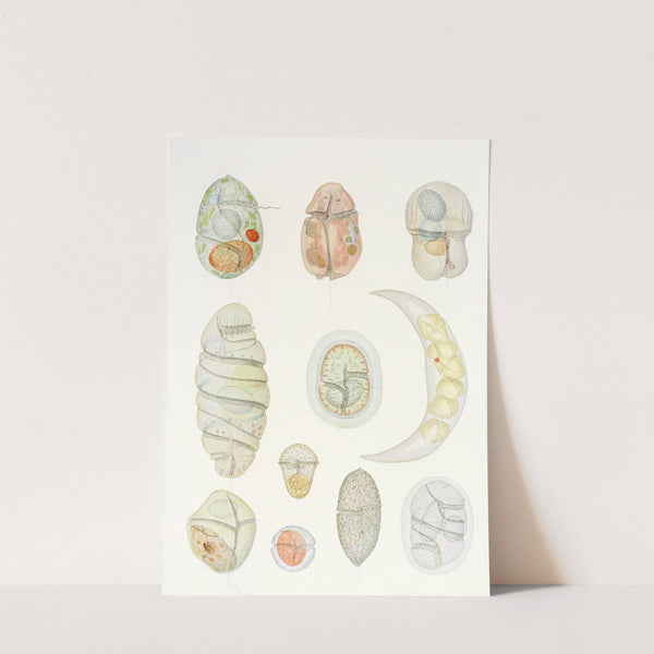 The free-living unarmored dinoflagellata pl 5 by Charles Atwood Kofoid