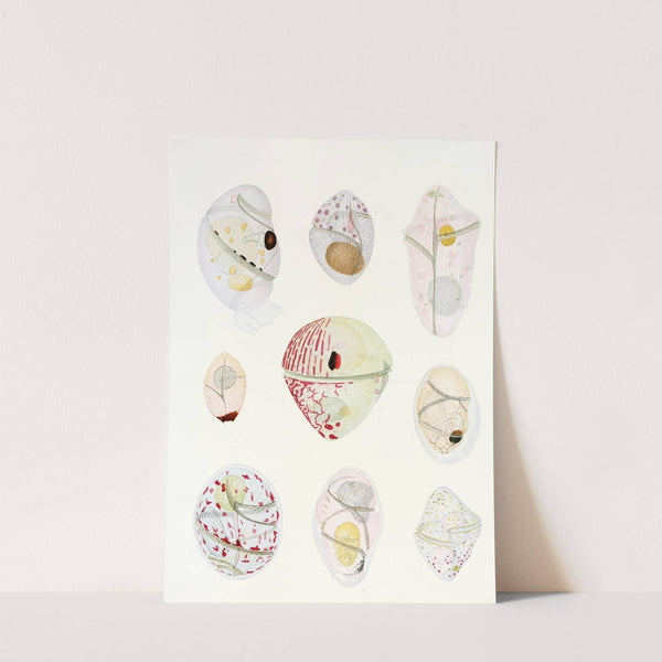 The free-living unarmored dinoflagellata pl 6 by Charles Atwood Kofoid