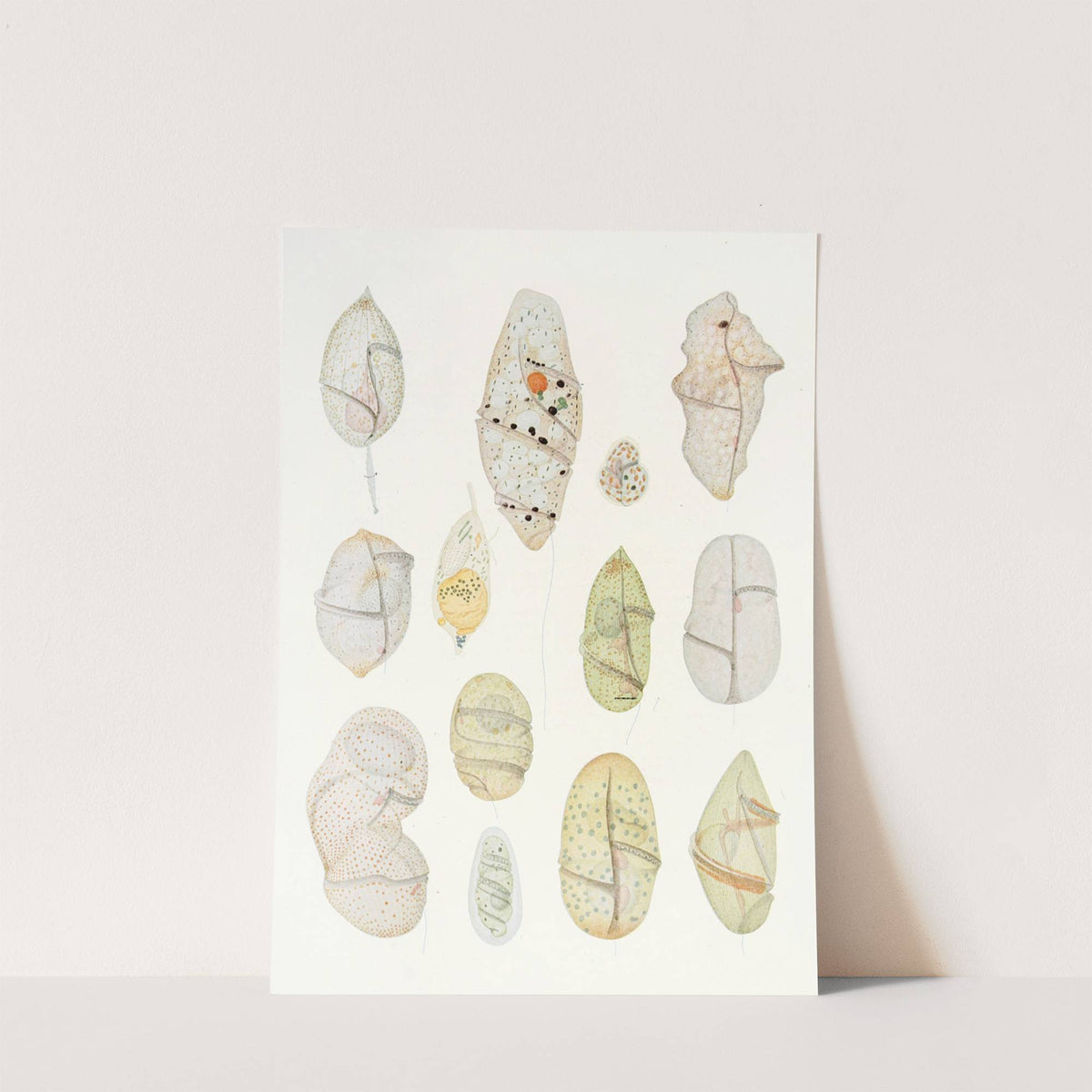 The free-living unarmored dinoflagellata pl 7 by Charles Atwood Kofoid