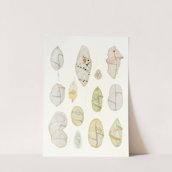 The free-living unarmored dinoflagellata pl 7 by Charles Atwood Kofoid