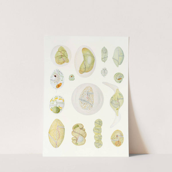 The free-living unarmored dinoflagellata pl 9 by Charles Atwood Kofoid