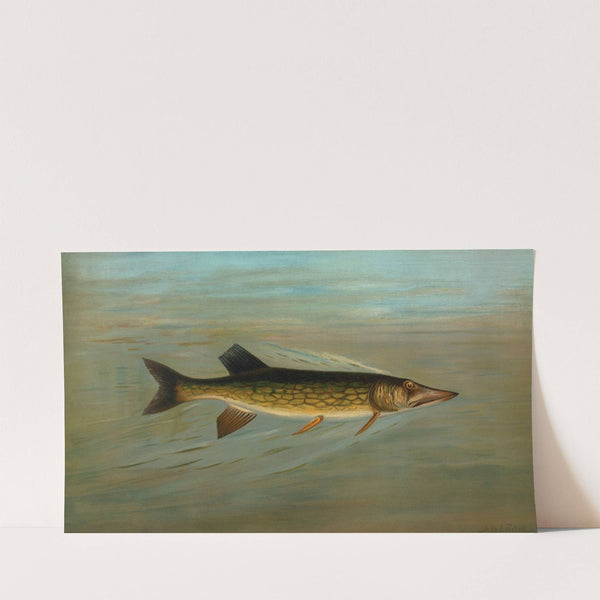 The Fresk Water Drum, or Sheepshead, Aplodinotus grunniens. (1898) by John L. Petrie
