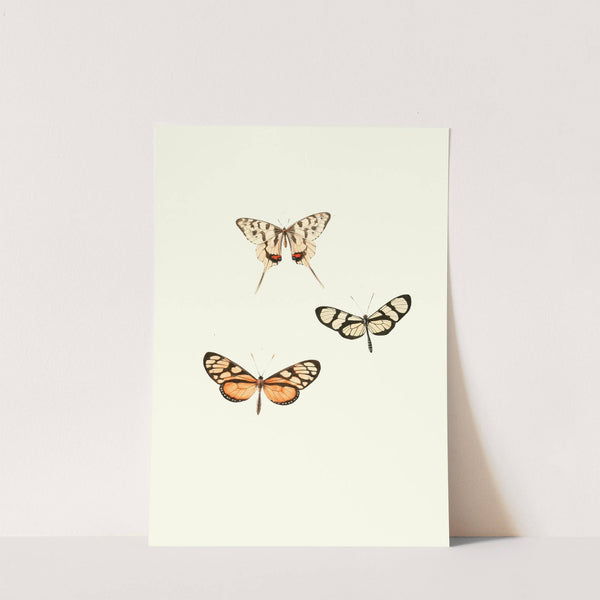 The genera of diurnal lepidoptera pl25 (1846-1852) by William Chapman