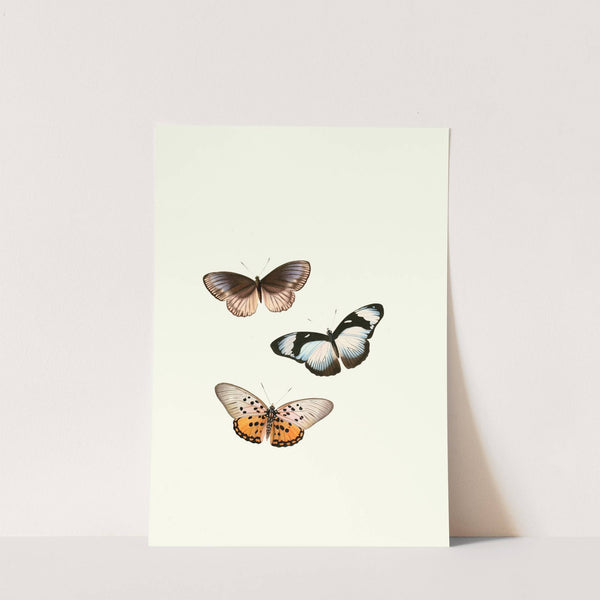 The genera of diurnal lepidoptera pl30 (1846-1852) by William Chapman