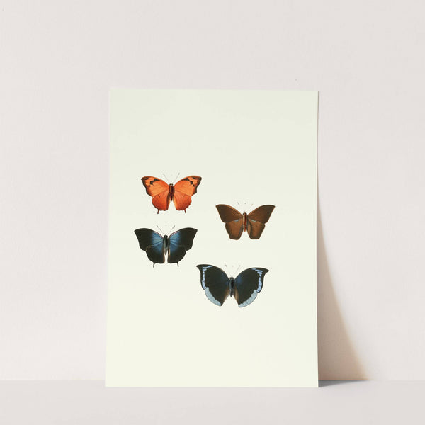 The genera of diurnal lepidoptera pl43 (1846-1852) by William Chapman