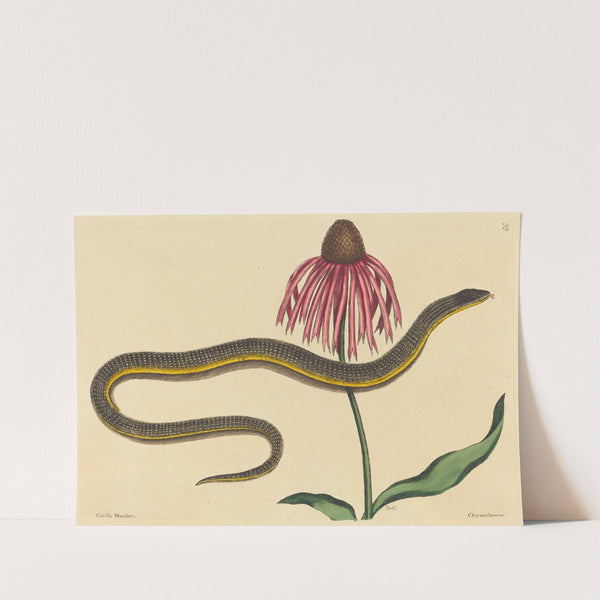 The Glass Snake (Anguis ventralis) by Mark Catesby