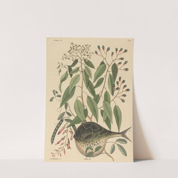 The Globe Fish (Tetrodon lagocephalus) by Mark Catesby