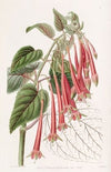 The Glowing Fuchsia