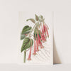 The Glowing Fuchsia by Sydenham Edwards