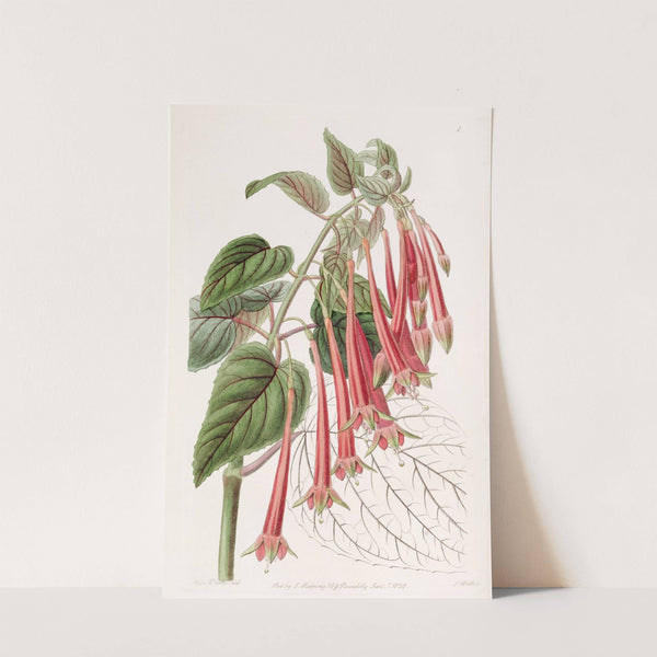 The Glowing Fuchsia by Sydenham Edwards