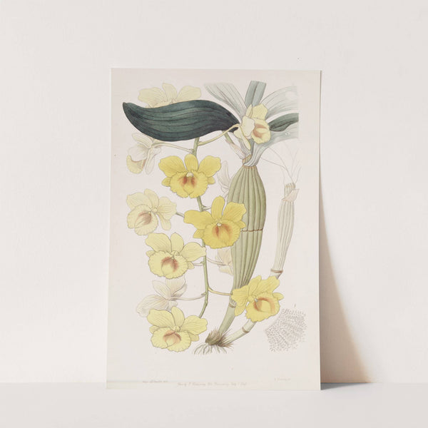 The Golden-arch Dendrobe by Sydenham Edwards