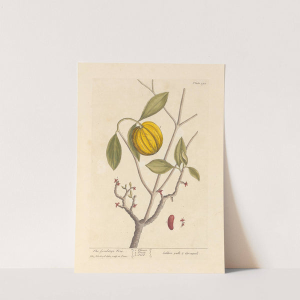 The gombooge tree by Elizabeth Blackwell