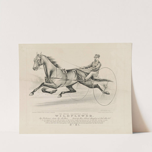 The grand California filly Wildflower; by Electioneer – dam, by St. Clair. bred by Gov. Leland Stanford, at Palo Alto, Cal. (1883) by John Cameron