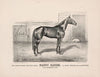 The grand young trotting mare Nancy Hanks, by Happy Medium, dam by Dictator (1890)