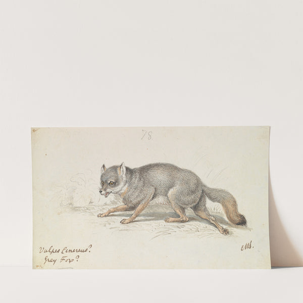 The Gray Fox (1837) by Charles Hamilton Smith
