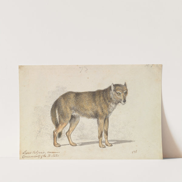 The Gray Wolf (1837) by Charles Hamilton Smith