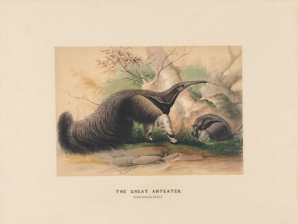 The Great Anteater
