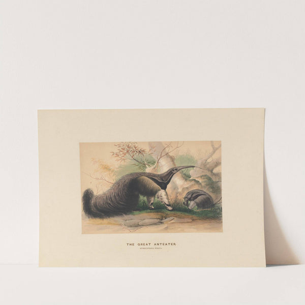 The Great Anteater by Joseph Wolf