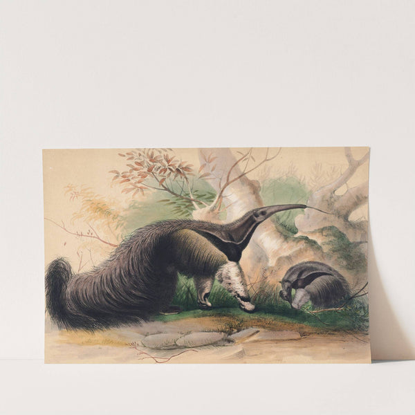 The Great Anteater by Joseph Wolf