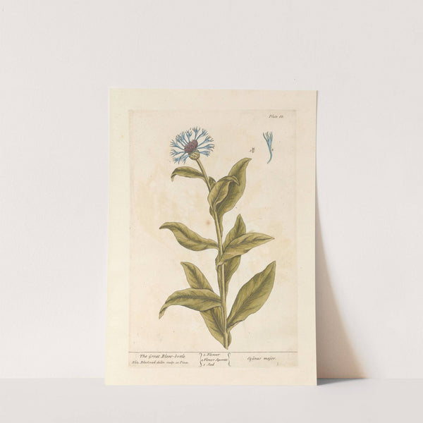 The great blew-bottle by Elizabeth Blackwell