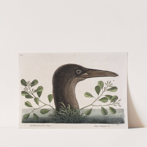 The Great Booby (An Thymelaea foliis obtusis, Anseri Bassano & c.) by Mark Catesby