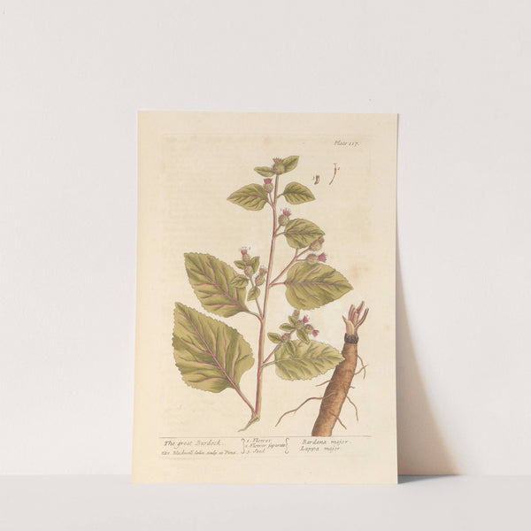 The great burdock by Elizabeth Blackwell