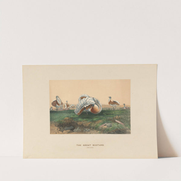 The Great Bustard by Joseph Wolf