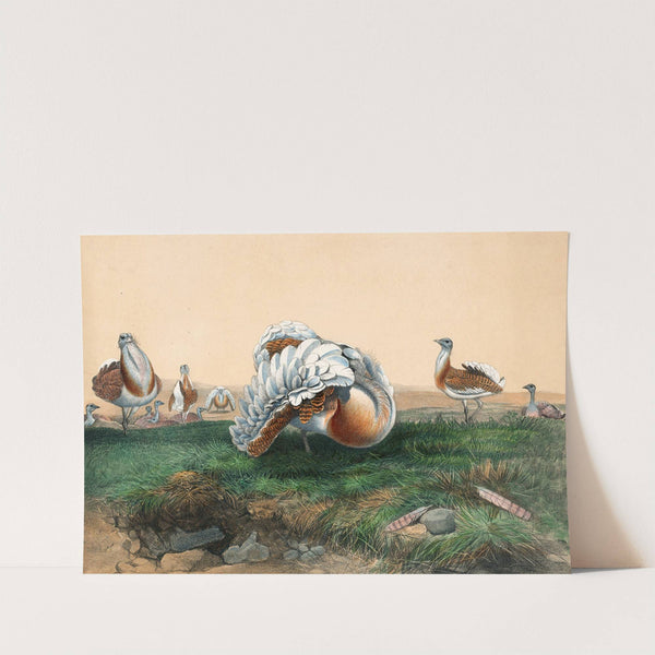 The Great Bustard by Joseph Wolf