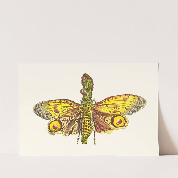 THE GREAT LANTHORN-FLY (1789-1813) by George Shaw