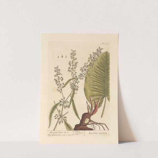 The great water dock by Elizabeth Blackwell