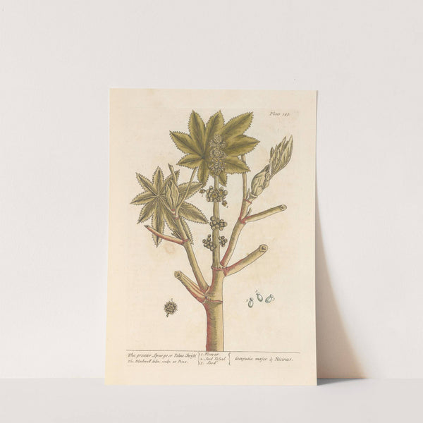 The greater spurge or palma christi by Elizabeth Blackwell