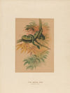 The Green Boa