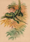 The Green Boa