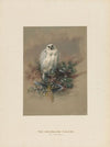 The Greenland Falcon