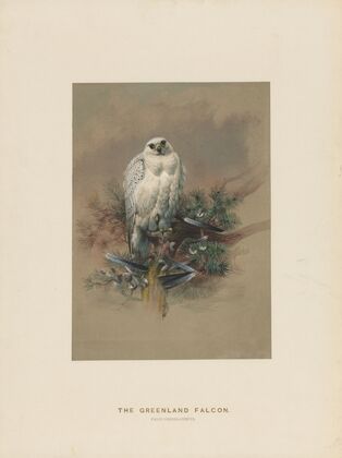 The Greenland Falcon