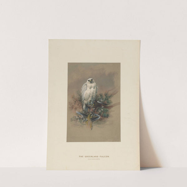 The Greenland Falcon (1861-1867) by Joseph Wolf